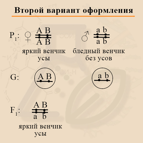 Решение задач по генетике Задачи по биологии 10 класс